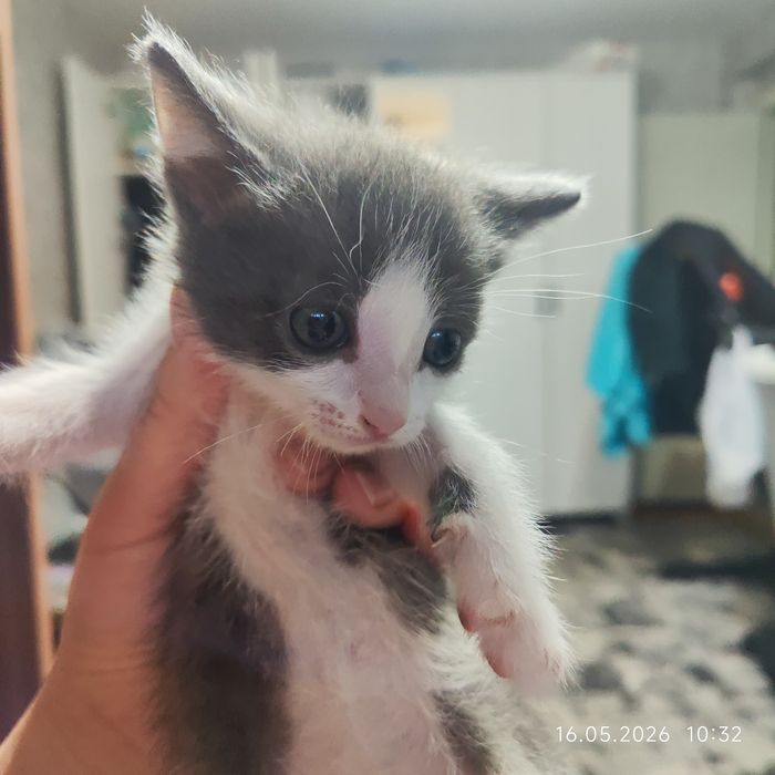 Отдам котят в хорошие руки
