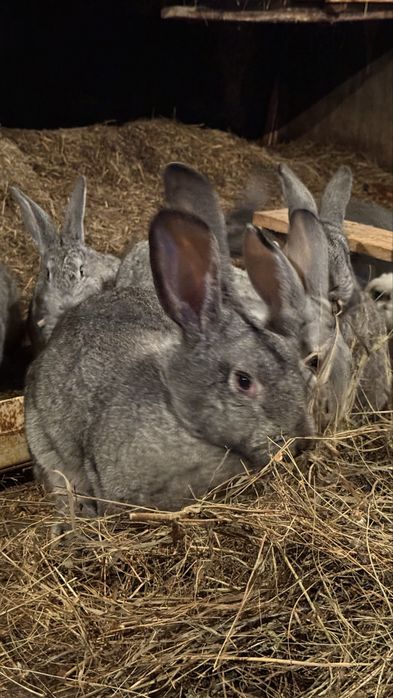 Продам кроликов.