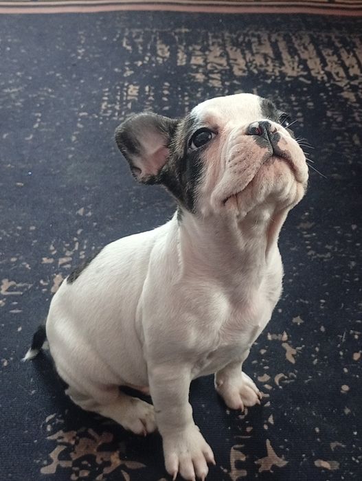 Щенки французского бульдога