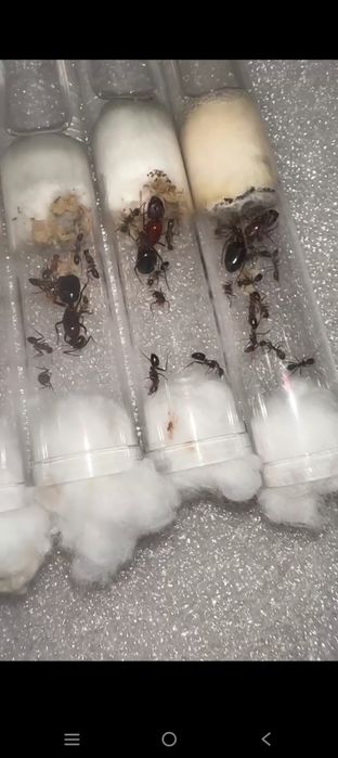 Camponotus turkestanicus