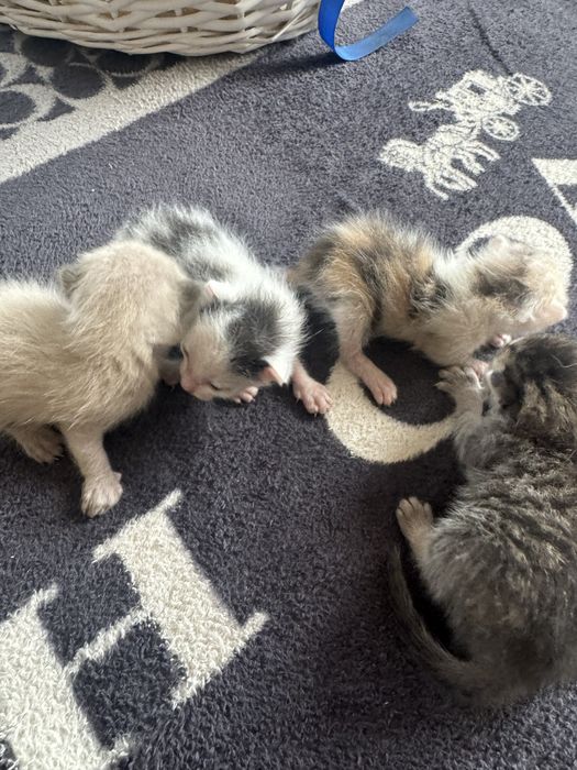 Отдам котят в добрые руки