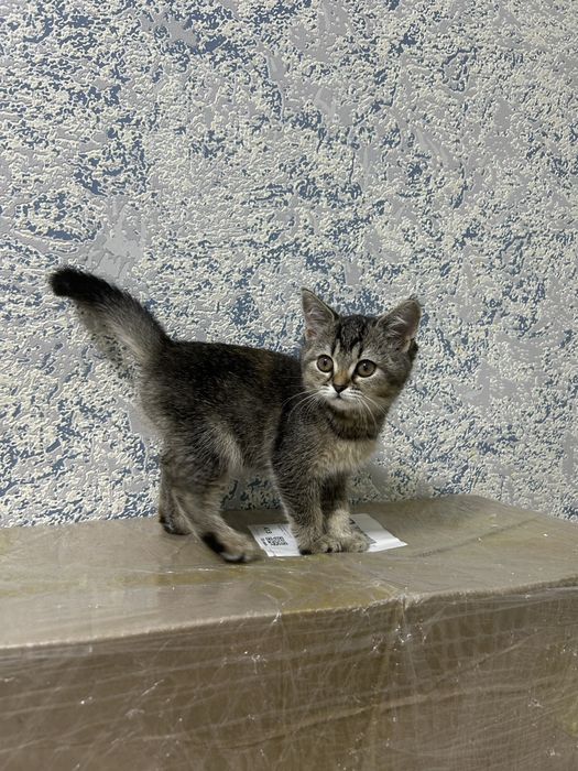 Продам котёнка девочка висло два прямаухих