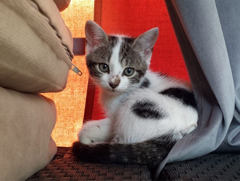 Pisicuta petntru adoptie