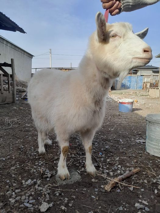 Голланский ешкі сатылады