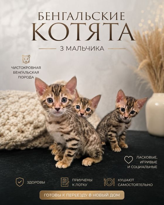 Бенгальские котята