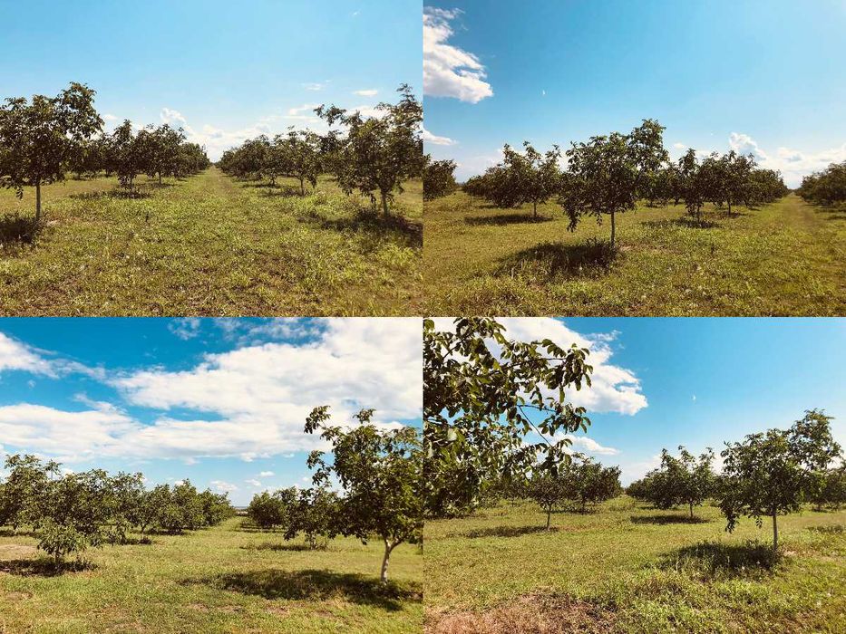 Livada de nuci, pe rod, 42 de hectare