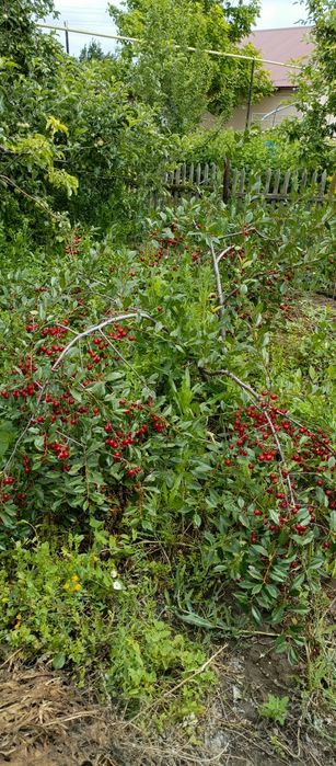 Дом п. Деркул , Селекционная.