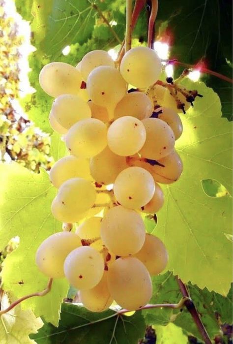 Butași Viță De Vie Soiuri De Vin