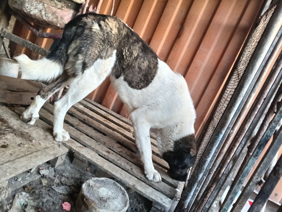 Сао 1.5 года продается