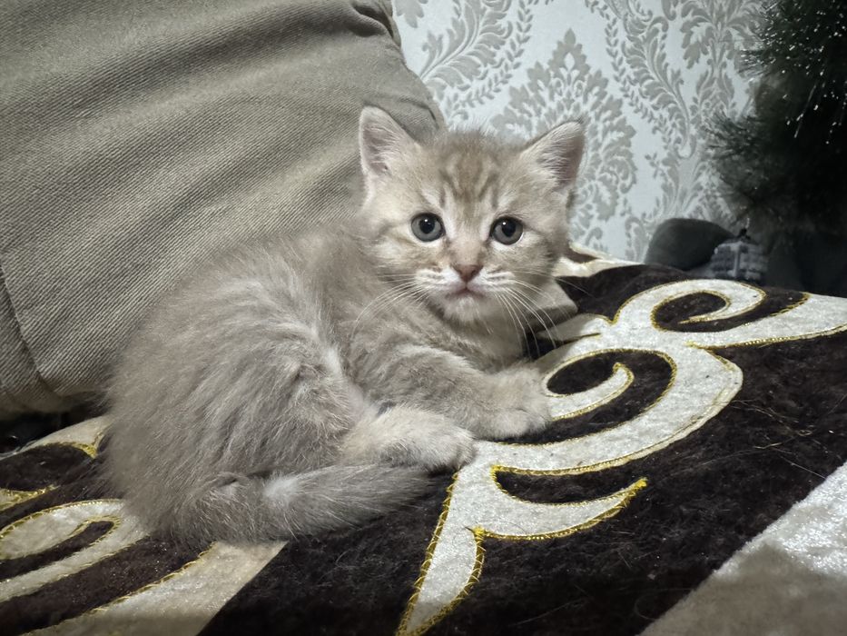 Шотланский котенок страйт девочка беж