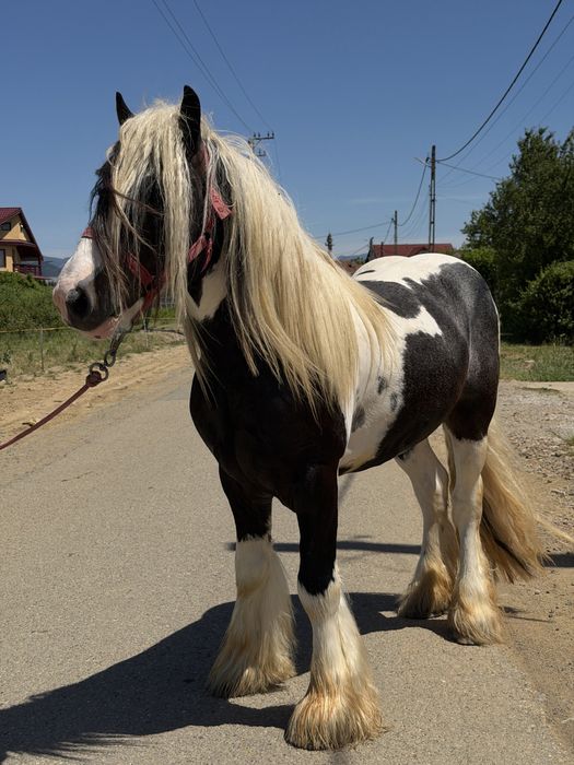 Armāsar de gypsy vanner