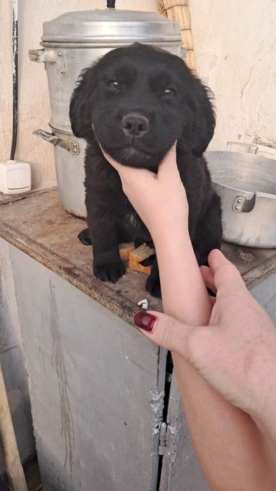 Кутёнок спаниель