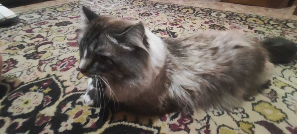 Котик вася ищет дом