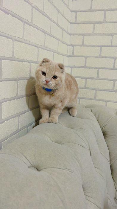 Mushukcha sotiladi 3 oylik skotish fold