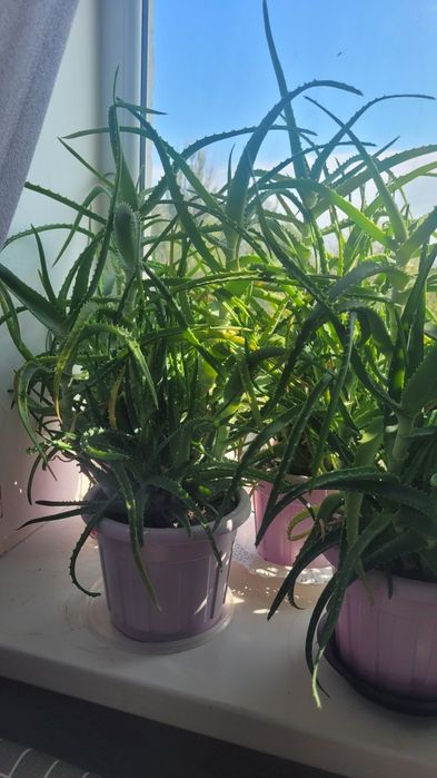 Лечебный алое. 5 л.