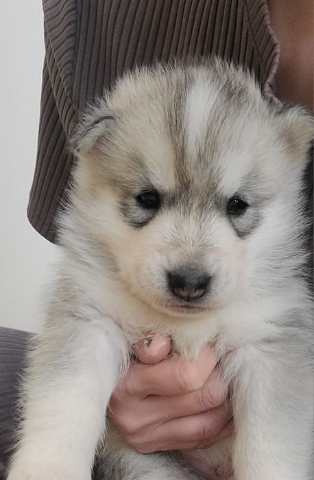 Чистокровный щенок хаски родился 14февраля 2026г принесет любовь