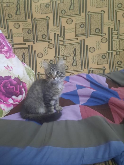Котенок девочка ищет дом!