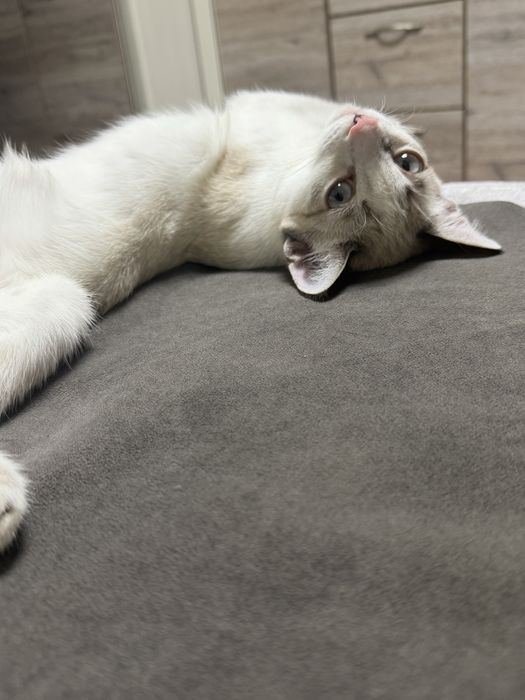 Отдам котенка в добрые руки