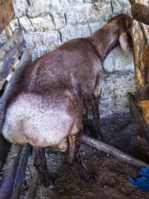 qochqorlar 70 kg+ 80kg+ . Namangan.