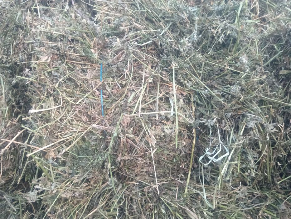 Baloți de lucernă