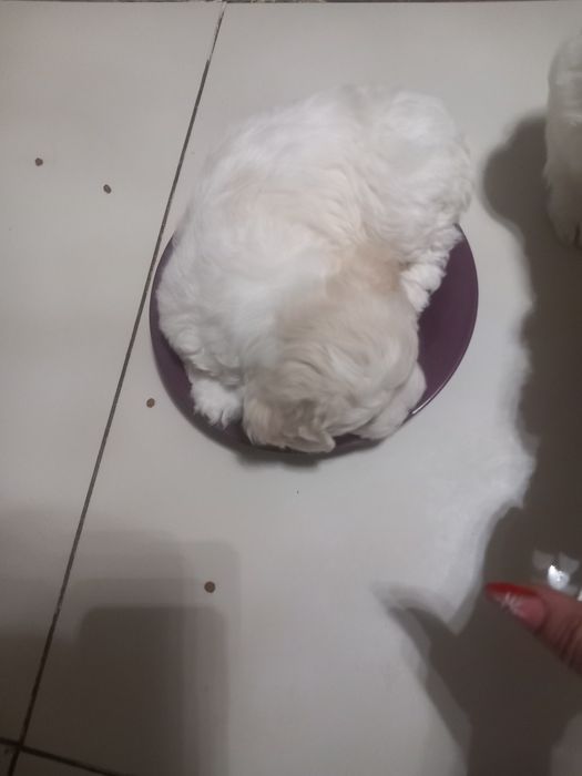 De vanzare turbo audi a6