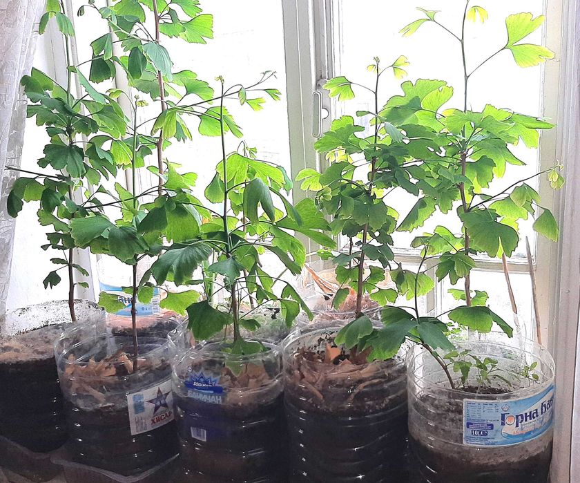 Дърво Гинко Билоба