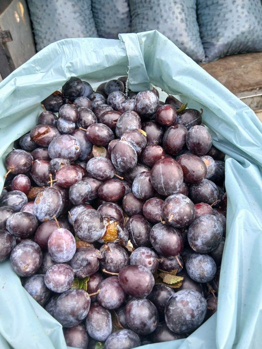 Prune pentru tuica