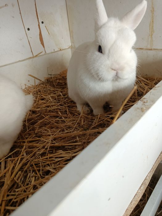 Hermelin pitic cu ochi albaștri