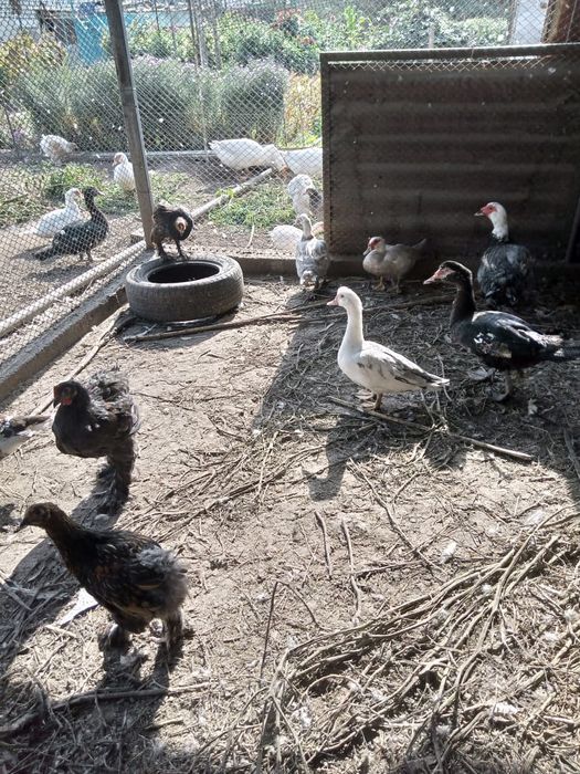 Продам молодых индоуток