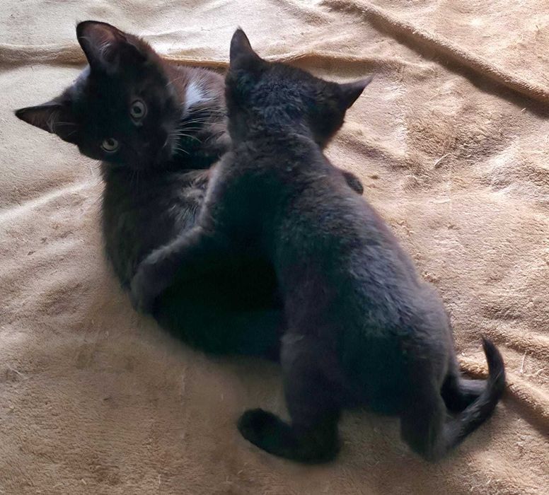 Котят в Добрые руки