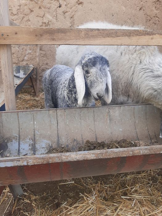 Ko'k ona bola Qirg'iziston qo'ylari