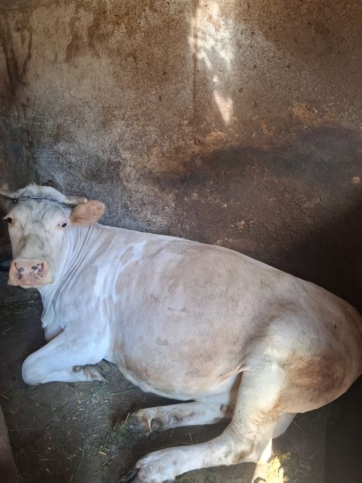 Se vinde vaca gestanta