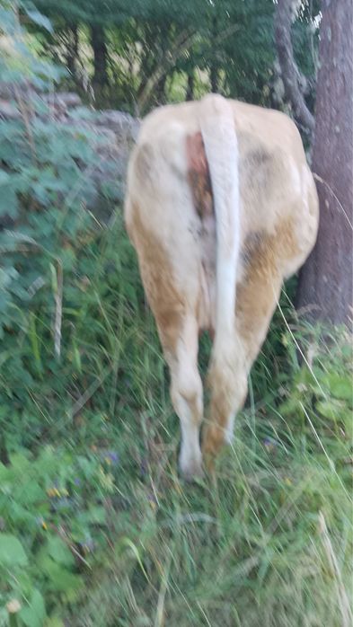 Vaci cu vitei de vanzare