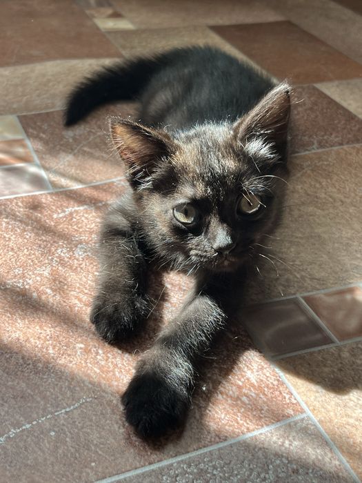Отдам котенка девочку