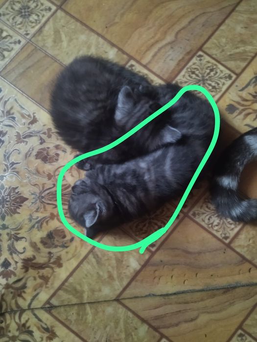 Отдам даром котят