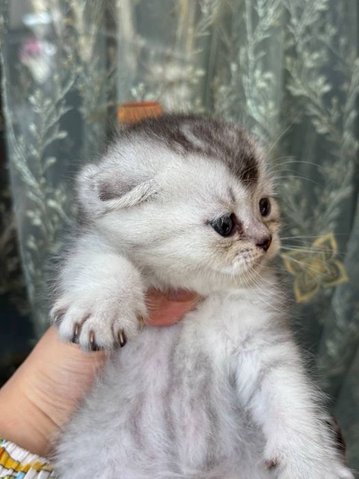 Skotish fold/straight (shinshilla/britan ) narxi Kelishiladi