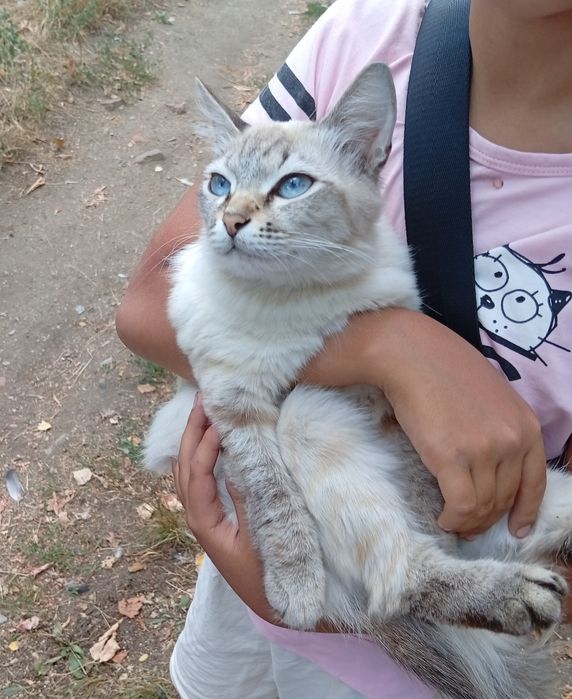Коткошечка-подросток