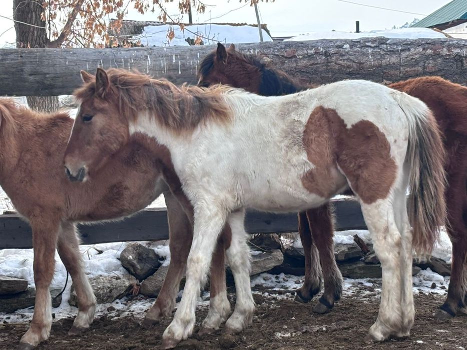 Годовалый лошадь
