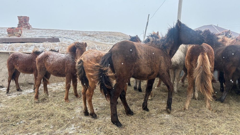 Жабағылар ауыстырылады 20 бас ұрғашы