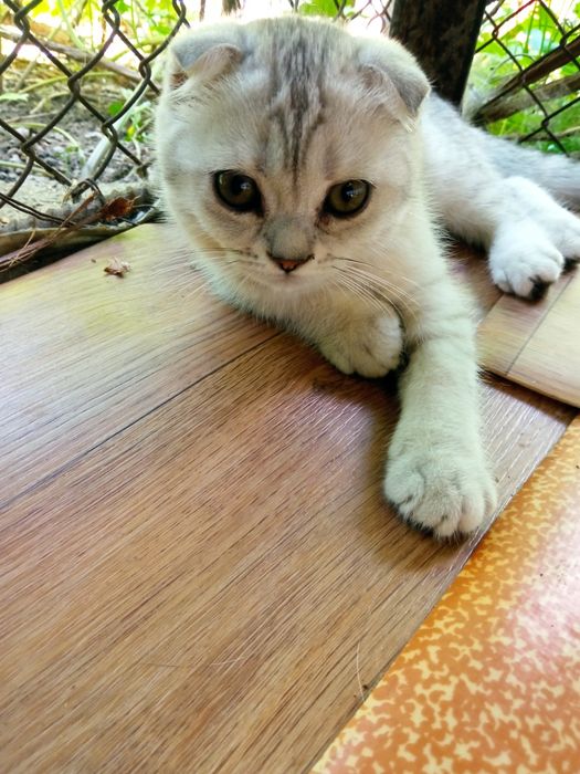 Котенок серебро  британка страйт