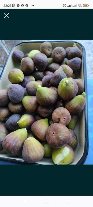 Фиданки и разсад смокини