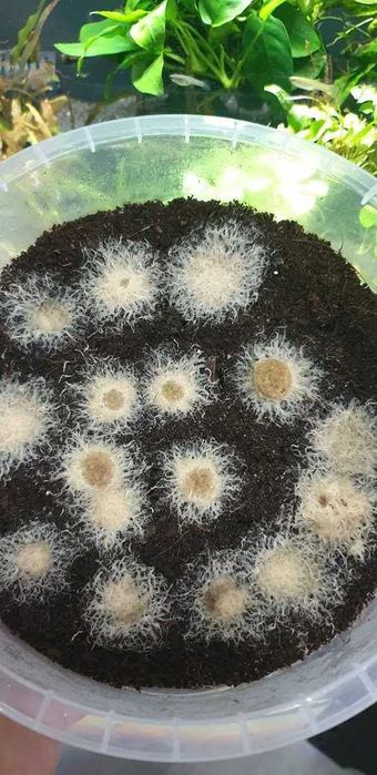 Cultura stabila de Grindal- Hrana vie pesti.