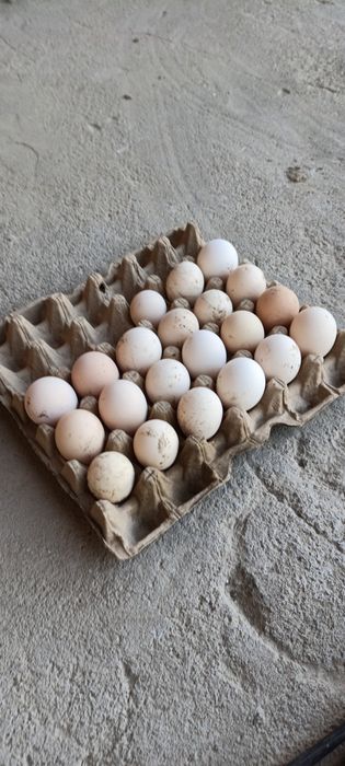 Домашний тухумла 2500 торг бор