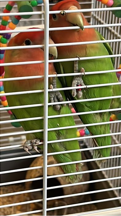 Cuplu papagali agapornis(lovebirds)