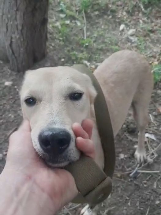 Ждём любящих хозяев для собачек