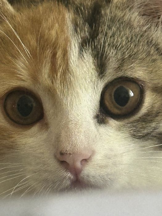 Потерялась кошечка