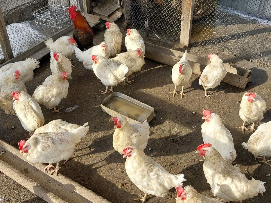 Индюки Куры Другое