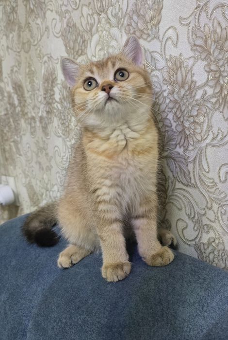 Шикарный котенок Скотиш Страйт
