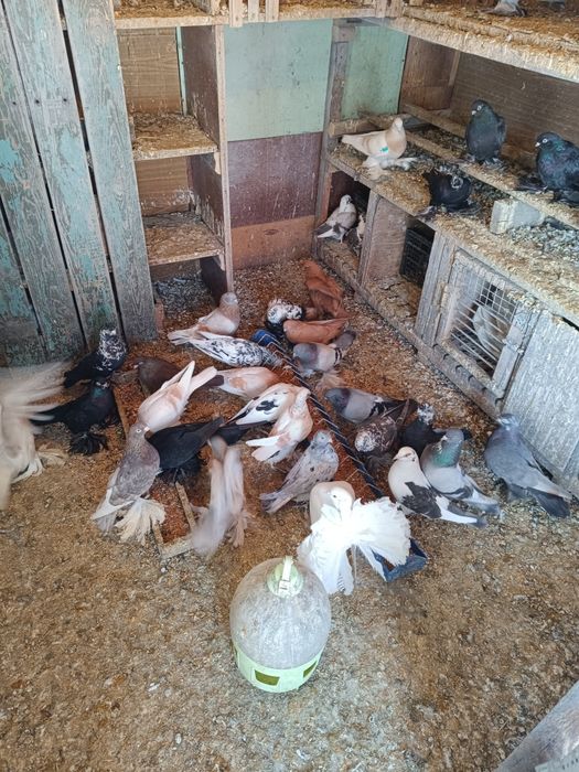 Продаются голуби