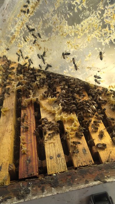 Пчелопакеты продам